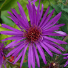 Aster novae-angliae 'Purple Dome' New England aster from North Creek Nurseries