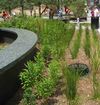 Establishing Resilient Urban Landscapes Using Native Plants