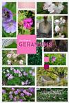 THE PLUG© - Week 2119: Geranium Blooms