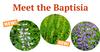 THE PLUG© - Week 0121: Meet our new Baptisias!