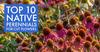 THE PLUG© - Week 4921: Top 10 Native Perennials for Cut Flowers