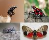 THE PLUG© - Week 1822: Spotted Lanternfly Reminder