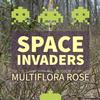 THE PLUG© - Week 1023: Space Invaders: Multiflora Rose