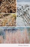 THE PLUG© - Week 0619: Winter Seedheads