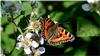 Grow Your Own Butterfly Garden - BillyOh