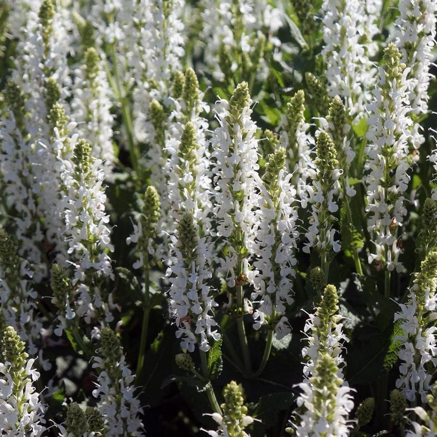Image courtesy of © Midwest Groundcovers LLC
