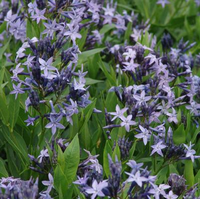Amsonia Blue Ice