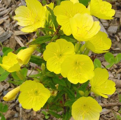 Oenothera fruticosa