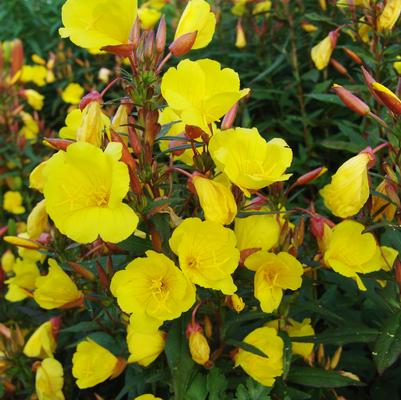 Oenothera fruticosa Fireworks