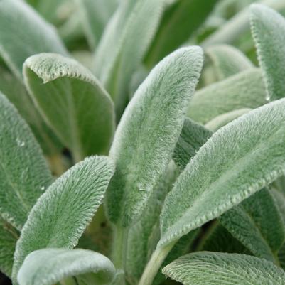 Stachys Silver Carpet