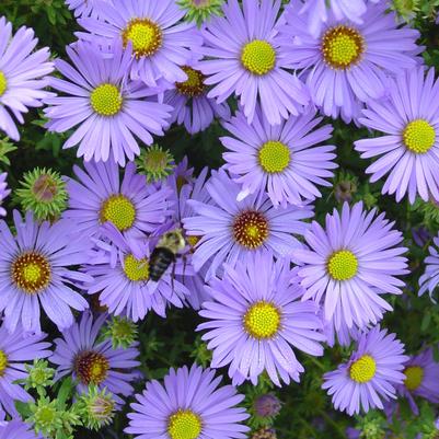Aster oblongifolius Raydon's Favorite