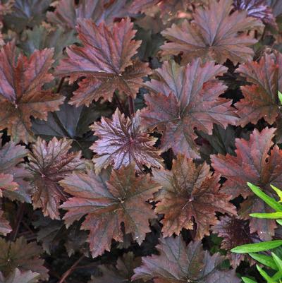 Heuchera villosa Bronze Wave