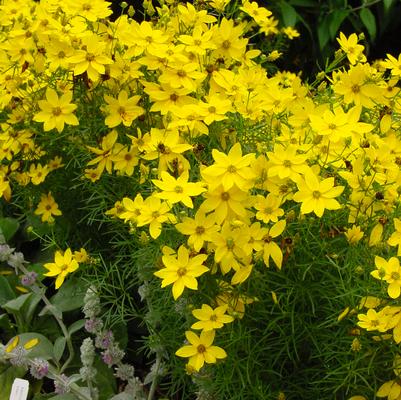 Coreopsis verticillata