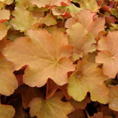 Heuchera villosa Caramel