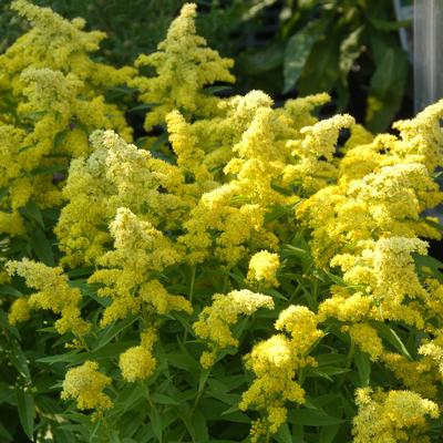 Solidago Little Lemon® Dansolitlem