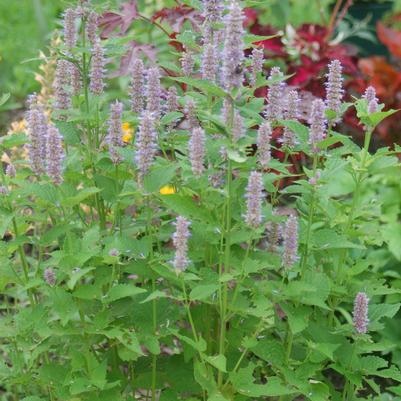 Agastache foeniculum