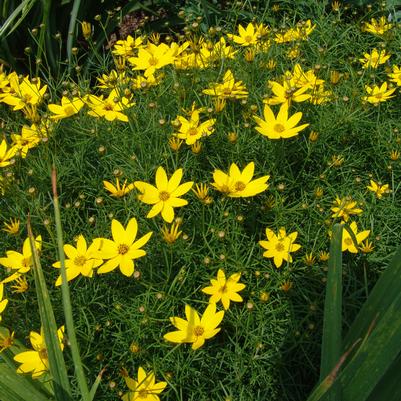 Coreopsis verticillata Zagreb