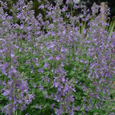Nepeta Junior Walker™ Novanepjun