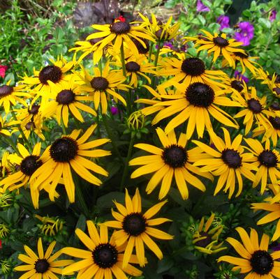 Rudbeckia fulgida var. sullivantii Little Goldstar