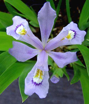 Iris cristata 'Powder Blue Giant' (dwarf crested iris)