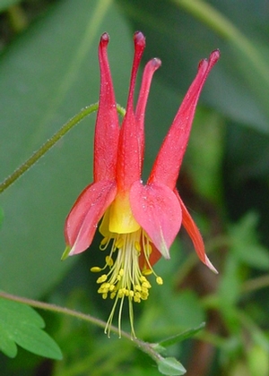 Aquilegia canadensis (wild columbine)