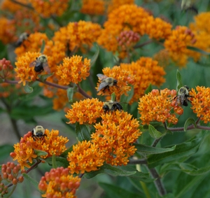 Asclepias tuberosa (butterfly milkweed, butterfly weed)