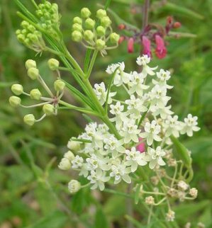 Asclepias verticillata (horsetail milkweed, whorled milkweed)