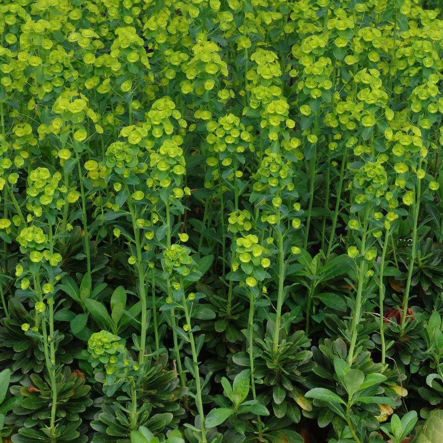 Euphorbia amygdaloides var. robbiae (wood spurge)