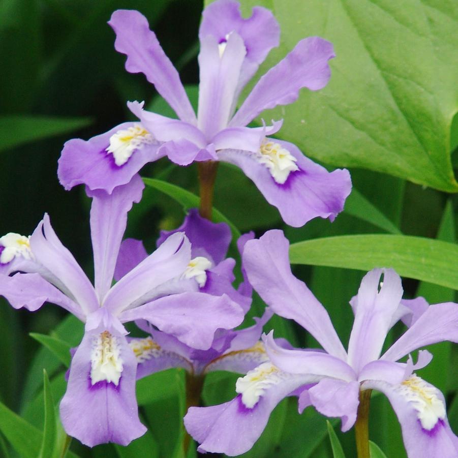 Iris cristata (dwarf crested iris)