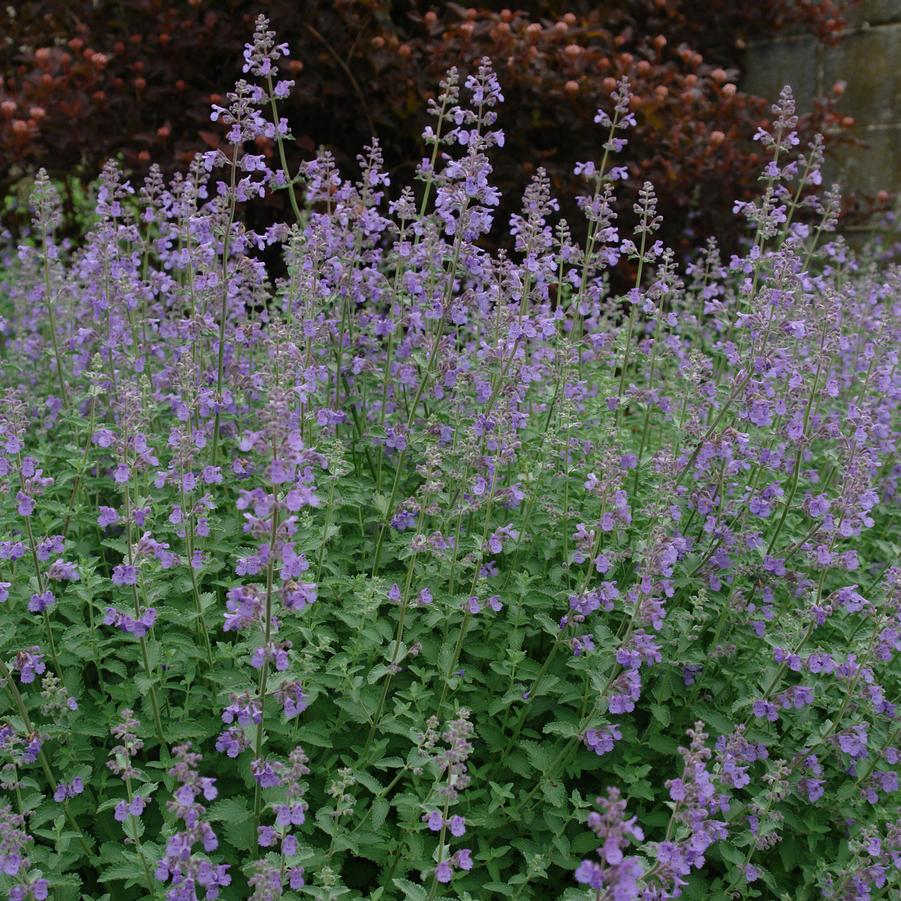 Nepeta × faassenii 'Walker's Low' (catmint)