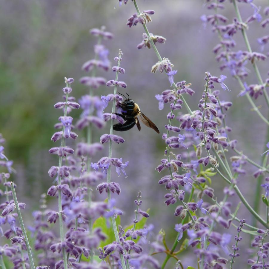 Perovskia 'Little Spire' (Russian sage)