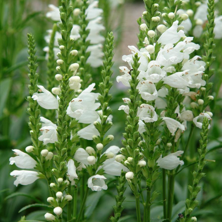 Physostegia virginiana 'Miss Manners' (obedient plant)