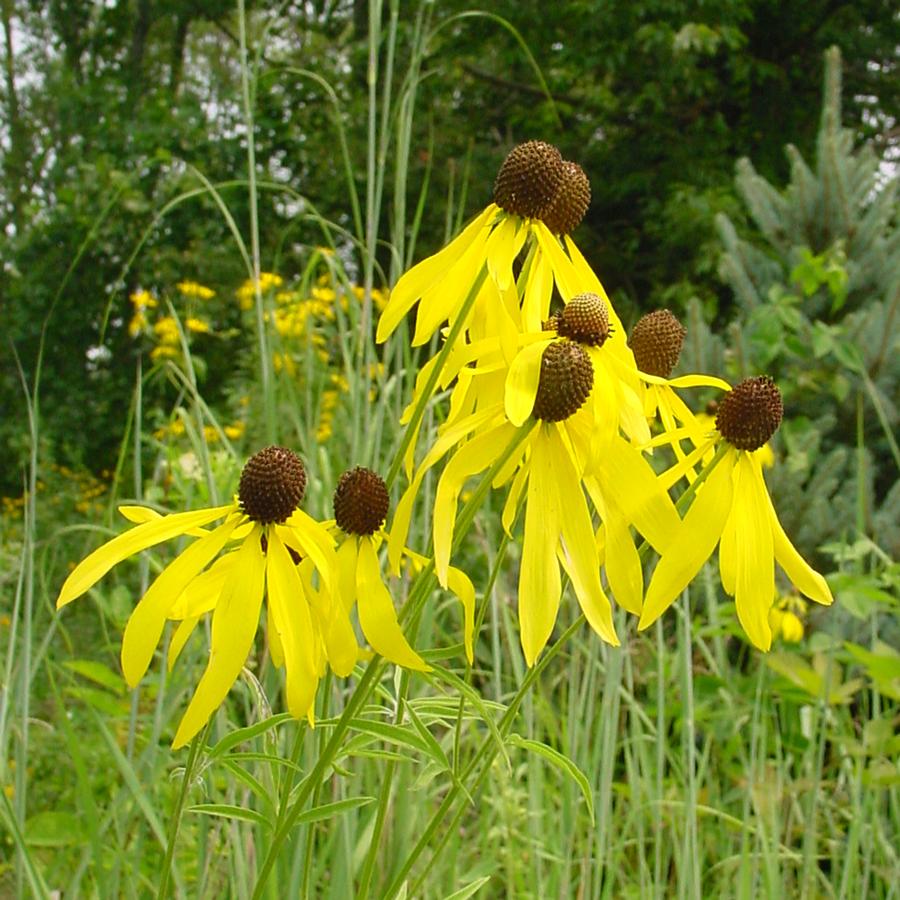 Ratibida pinnata (prairie coneflower)