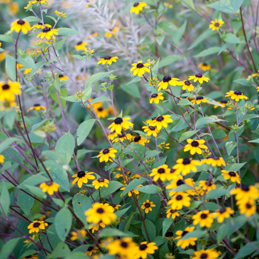 Rudbeckia triloba (three-lobed coneflower)