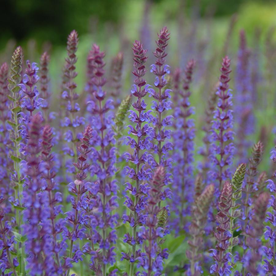 Salvia nemorosa 'East Friesland' (garden sage)