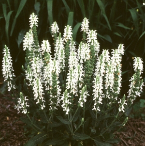Salvia nemorosa 'Snow Hill' (garden sage)