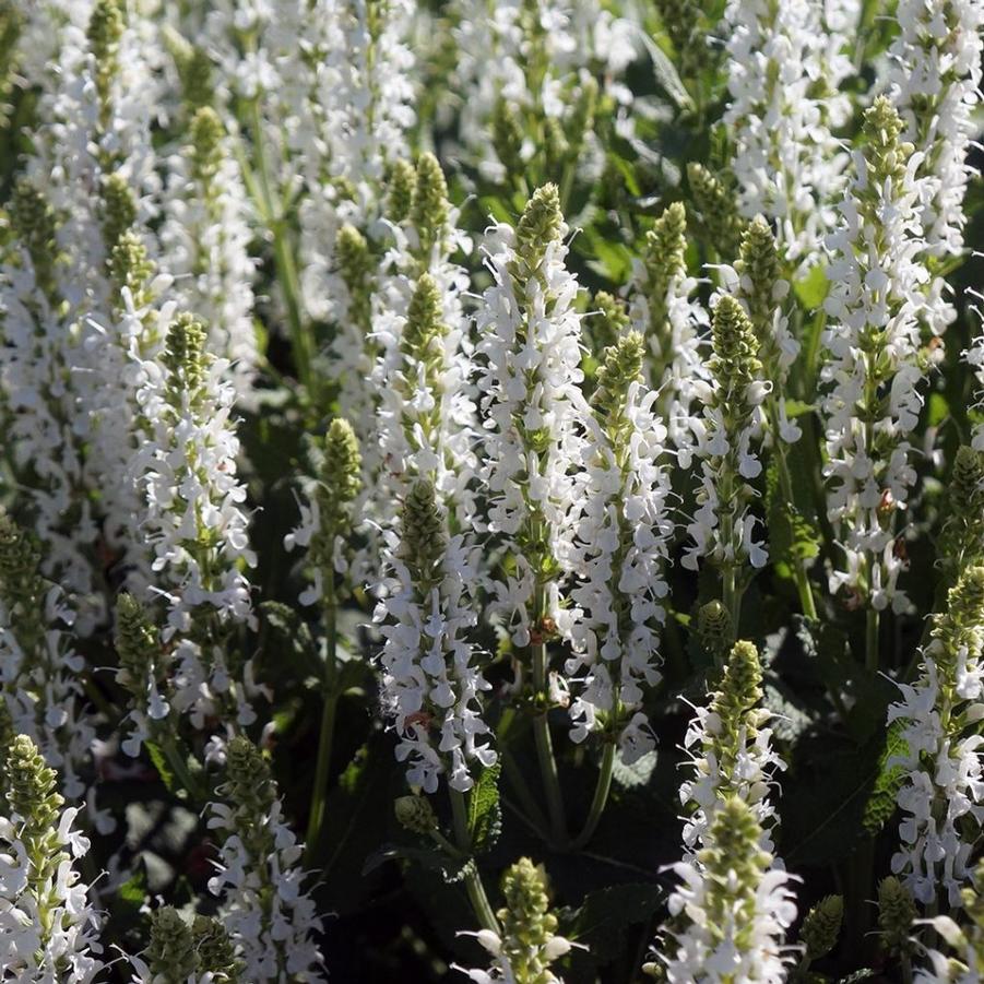 Salvia nemorosa 'Snow Hill' (garden sage)