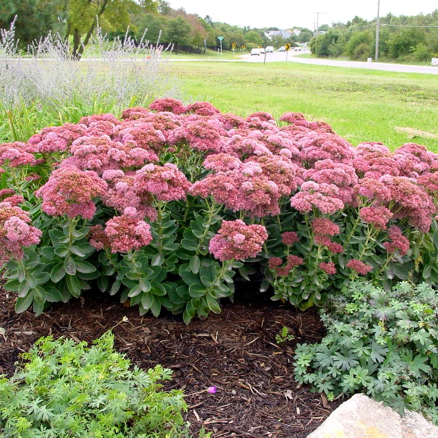 Sedum telphinum 'Autumn Joy' (stonecrop)