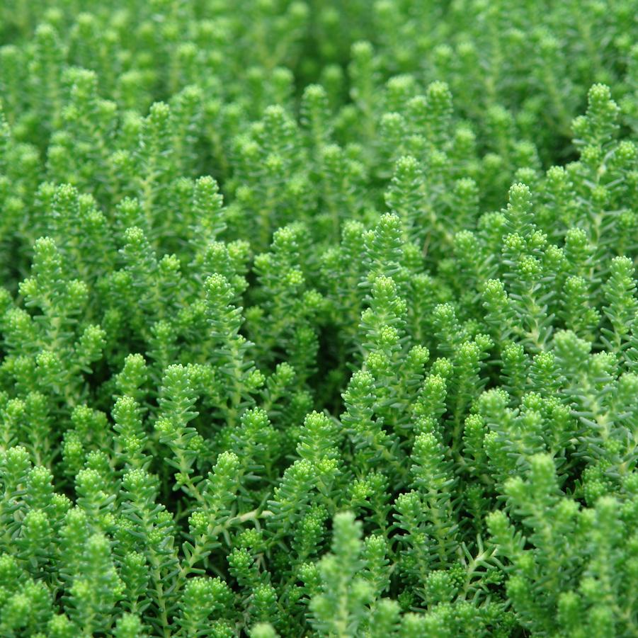 Sedum sexangulare (watch chain stonecrop)