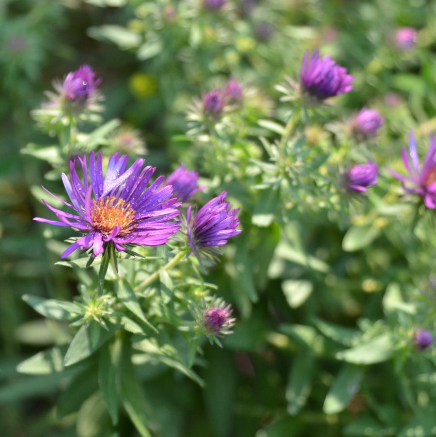 Aster novae-angliae 'Purple Dome' (New England aster)