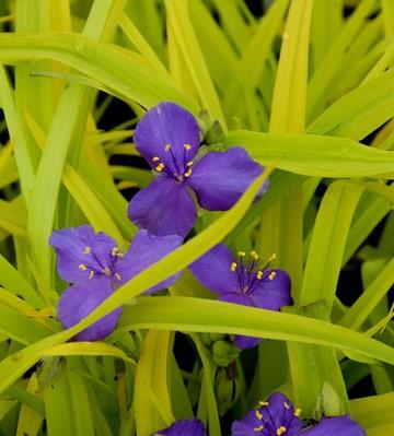 Tradescantia 'Sweet Kate' (spiderwort)