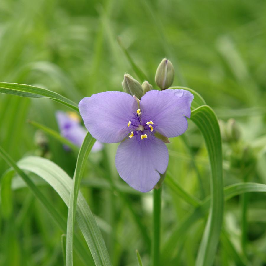 Tradescantia ohiensis (spiderwort)