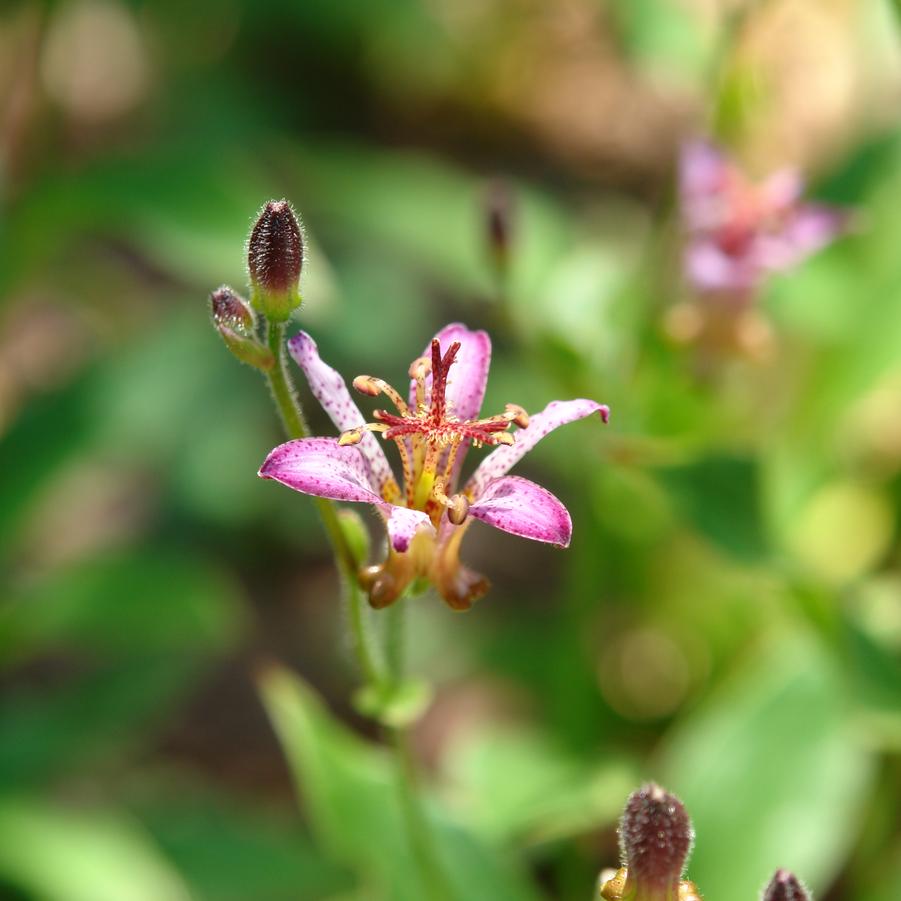 Tricyrtis formosana 'Samurai' (toadlily)