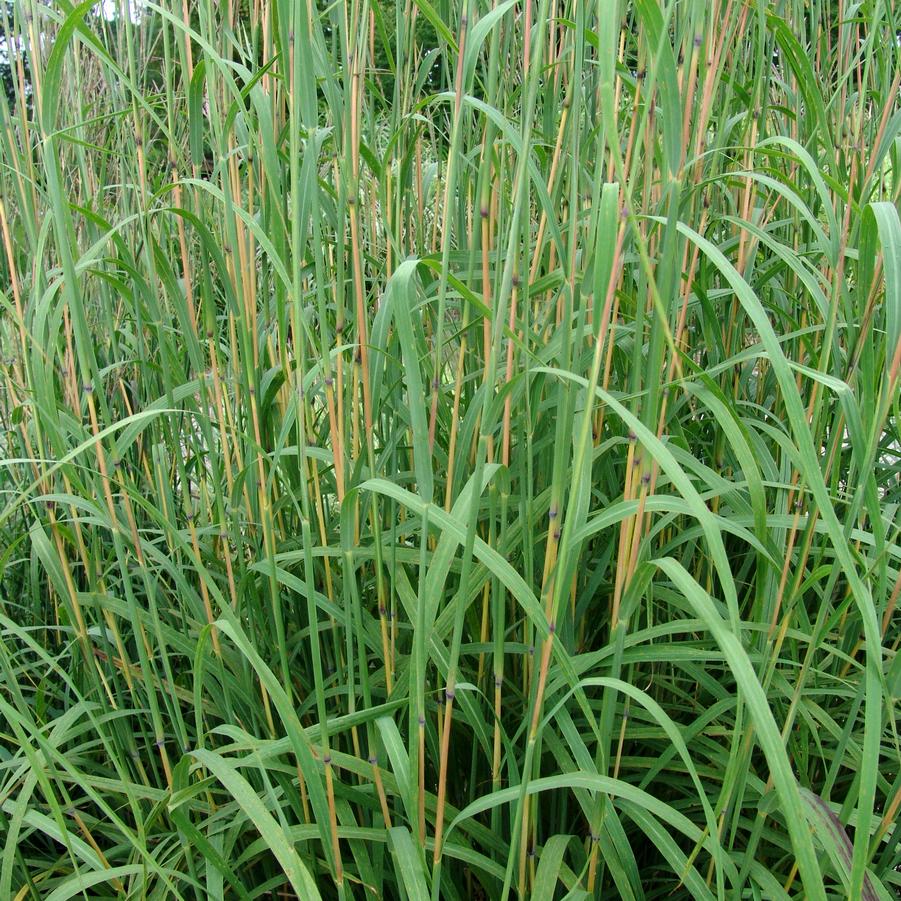 Andropogon gerardii (big bluestem)