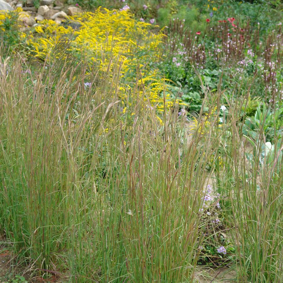 Andropogon virginicus (broomsedge)