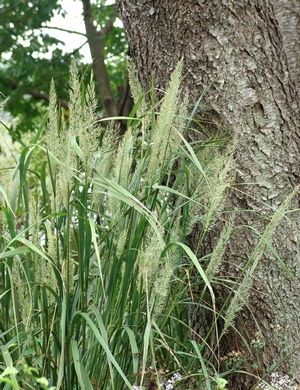 Calamagrostis brachytricha (Korean feather reed grass)