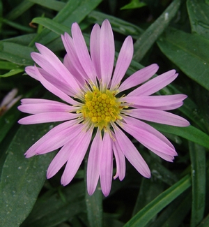 Aster 'Wood's Pink' (aster)