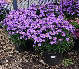 Aster 'Wood's Purple' (aster)