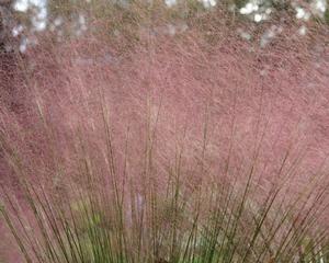 Muhlenbergia capillaris (hair-awn muhly, pink hairgrass)