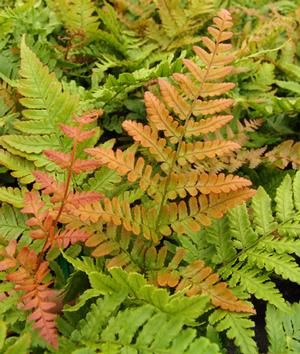 Dryopteris erythrosora 'Brilliance' (autumn fern)